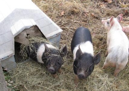 Pigs For the Summer Image